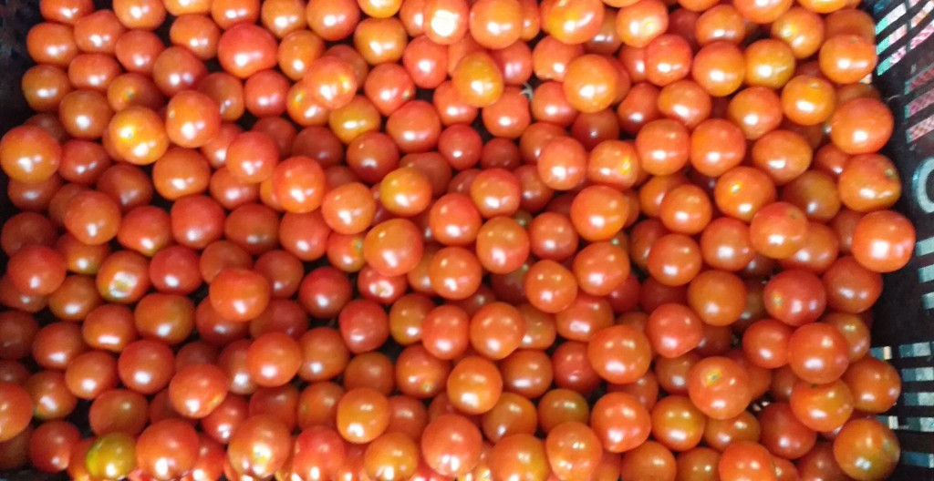 Tomate cherry