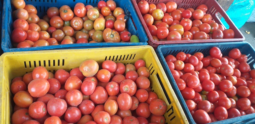 Tomate chonto extra