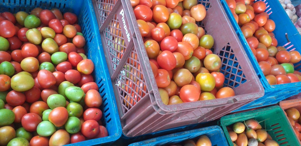 Tomate chonto parejo