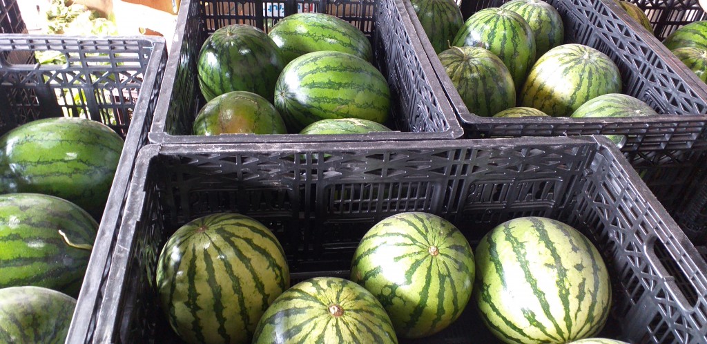 Sandia baby