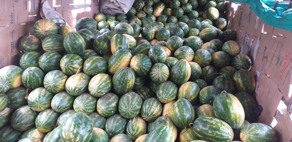 Sandia gruesa