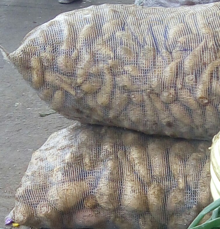 Arracacha