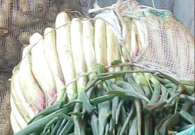 Cebolla larga