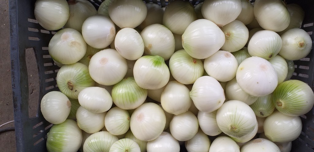 Cebolla blanca pelada