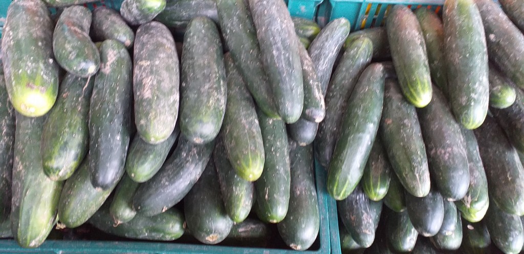 Pepino cohombro