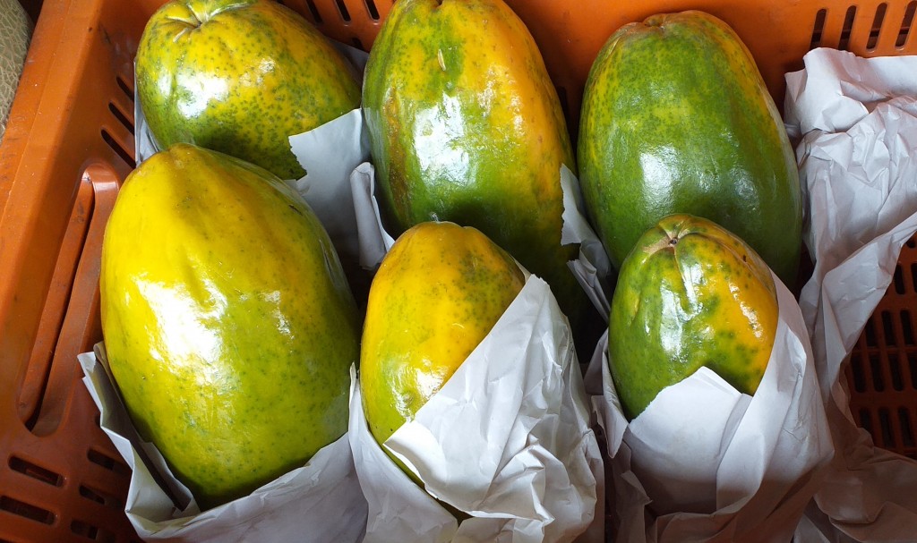 Papaya maradol