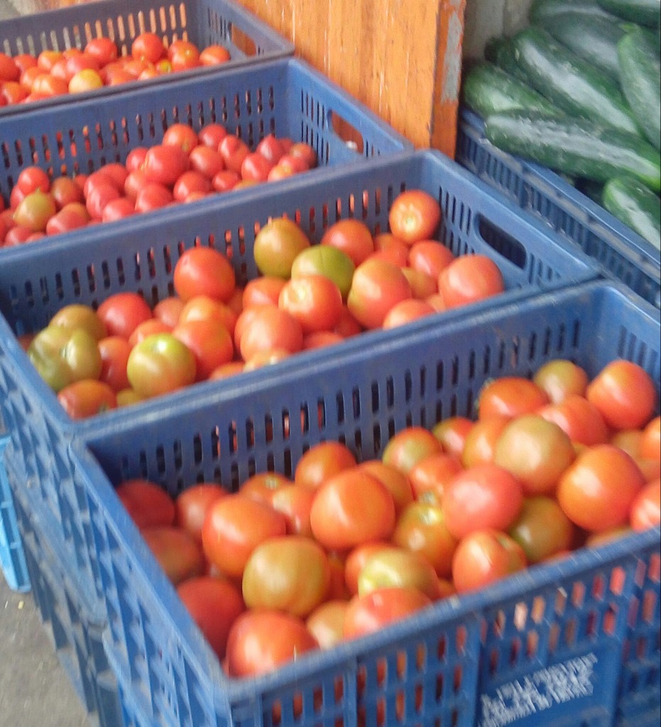 Tomate chonto