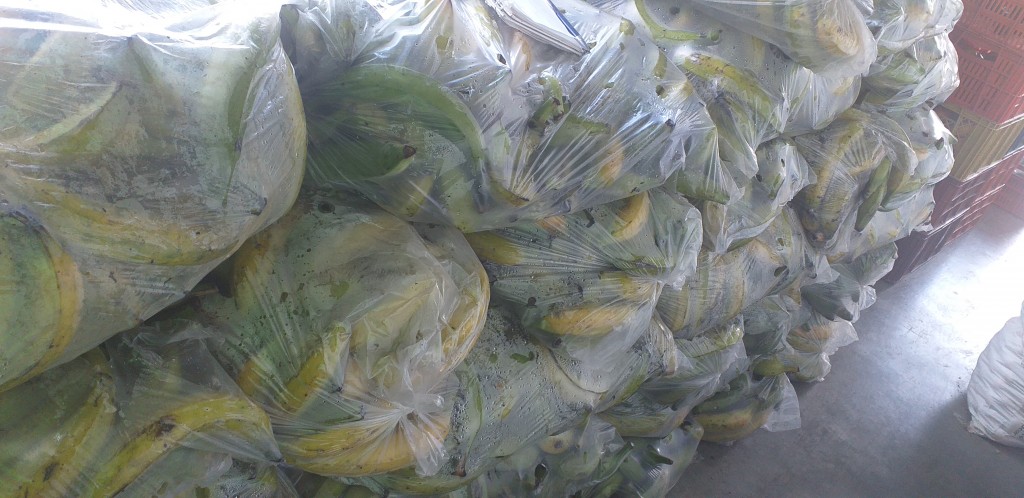 Platano verde