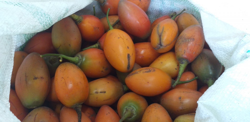 Tomate de arbol