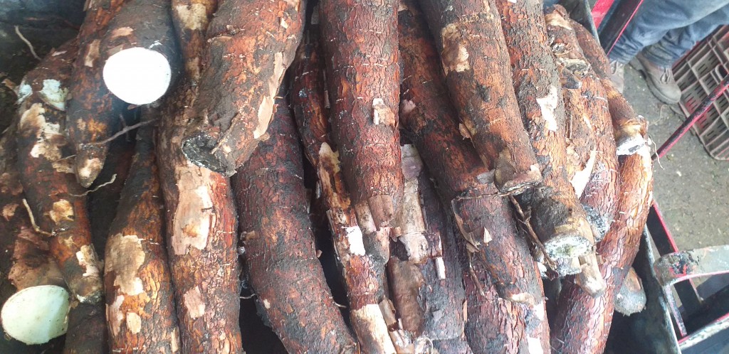 Yuca chirosa