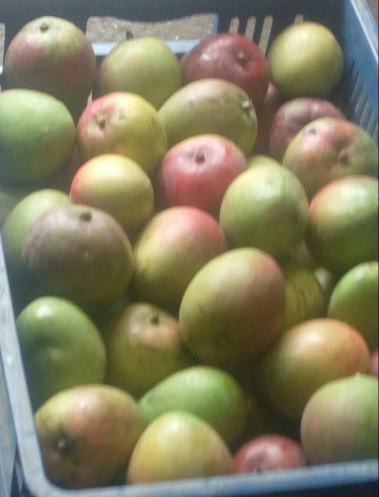 Mango yulima