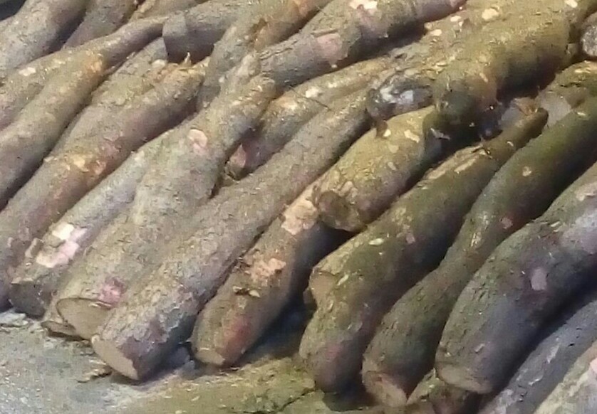 Yuca