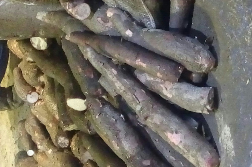 Yuca