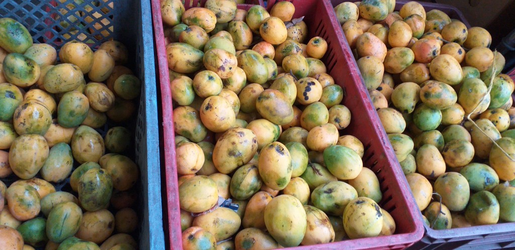 Mango criollo