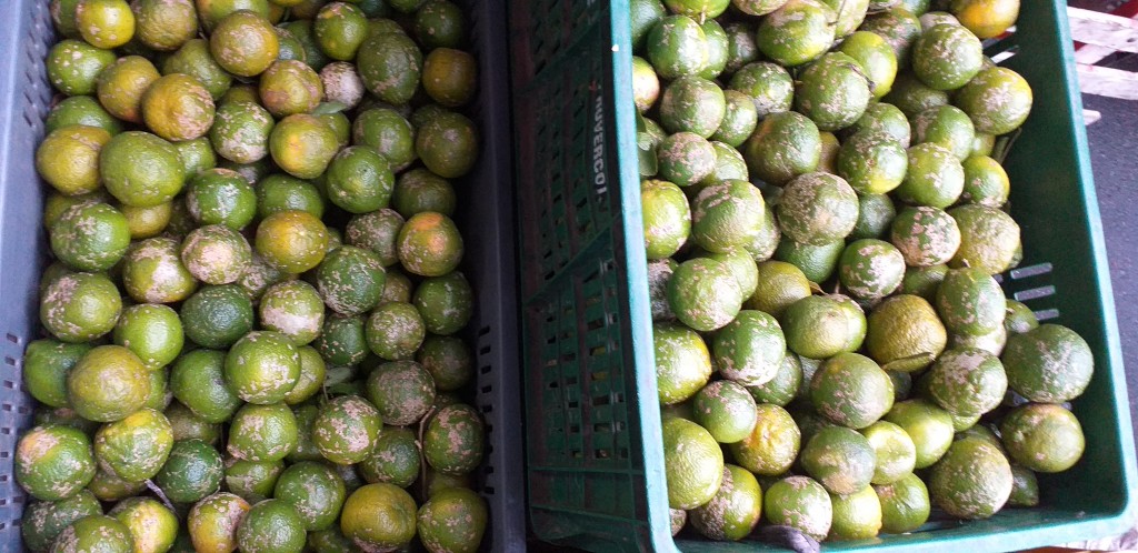 Limon mandarino