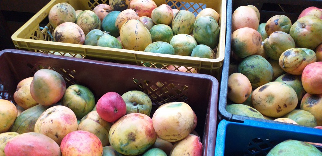 Mango reina