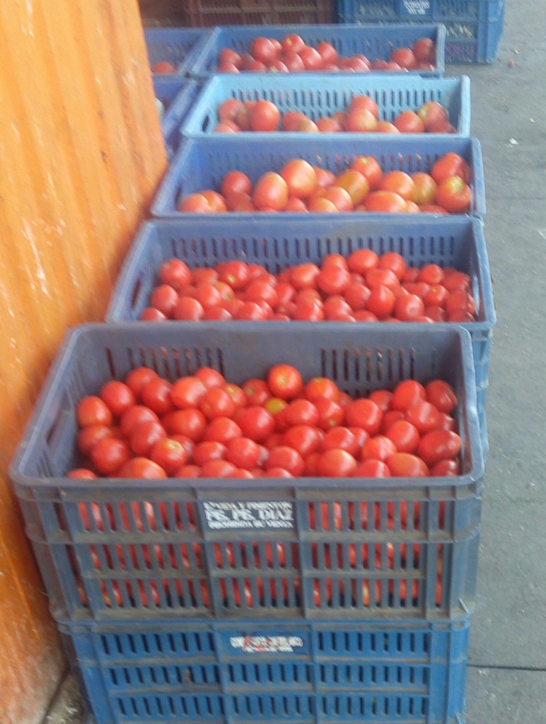 Tomate chonto de segunda