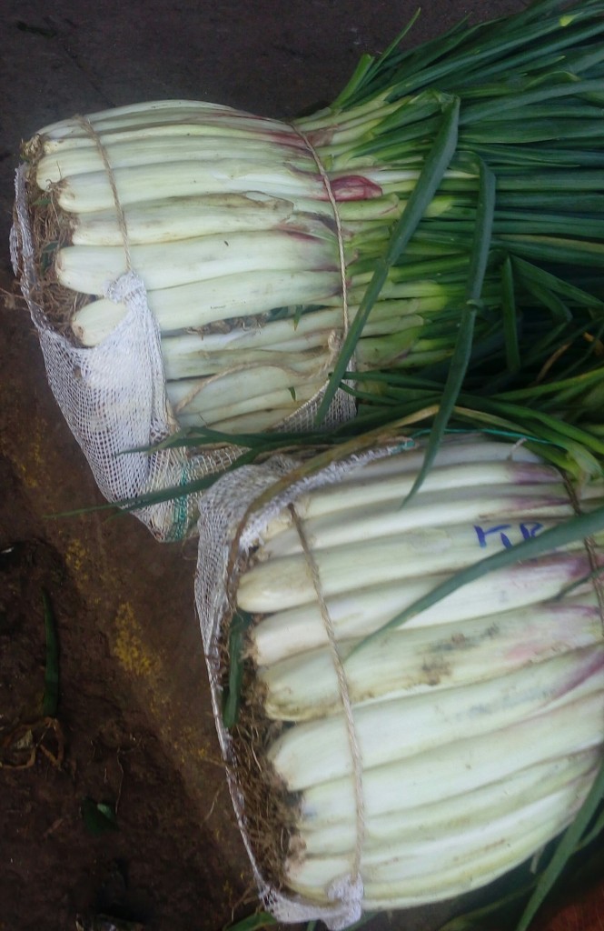Cebolla larga