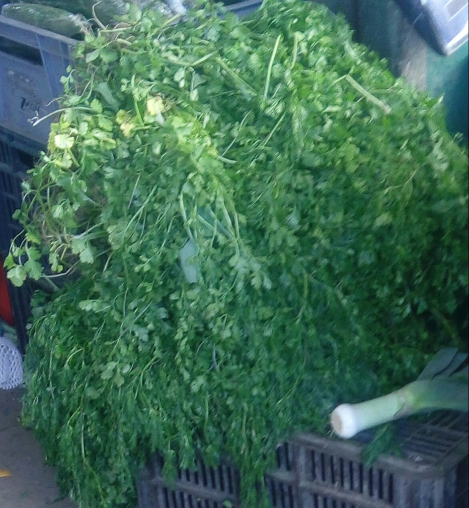 Cilantro
