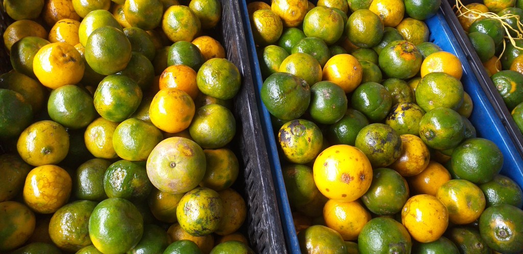 Mandarina oneco 2da