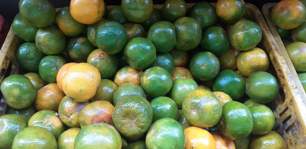 Mandarina oneco