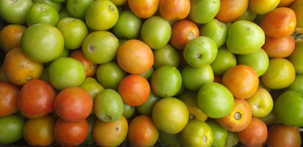 Tomate chonto extra