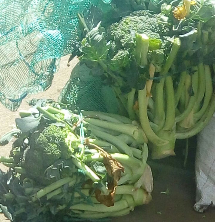 Brócoli