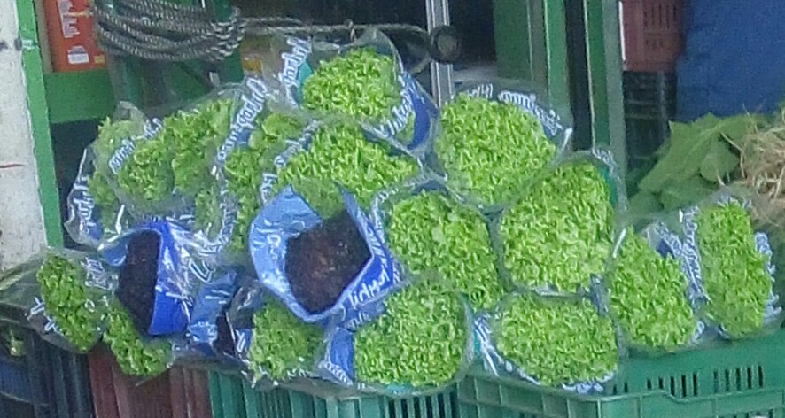 Lechuga hidropónica