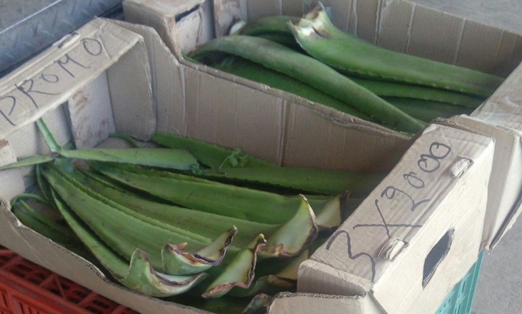 Pencas de Sábila