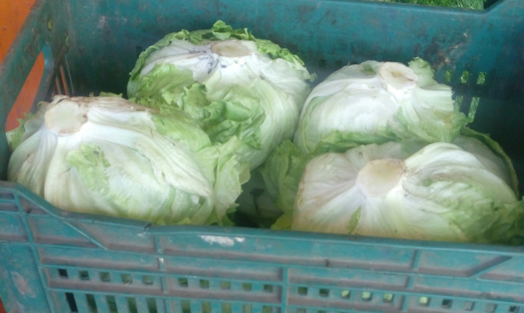 Lechuga Batavia