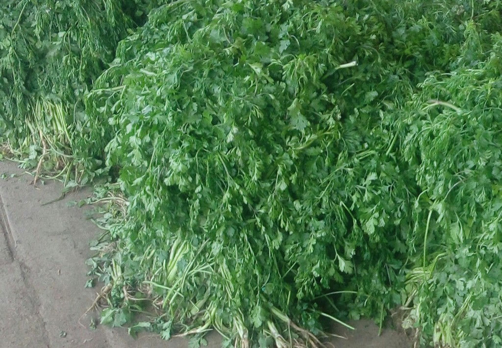 Cilantro