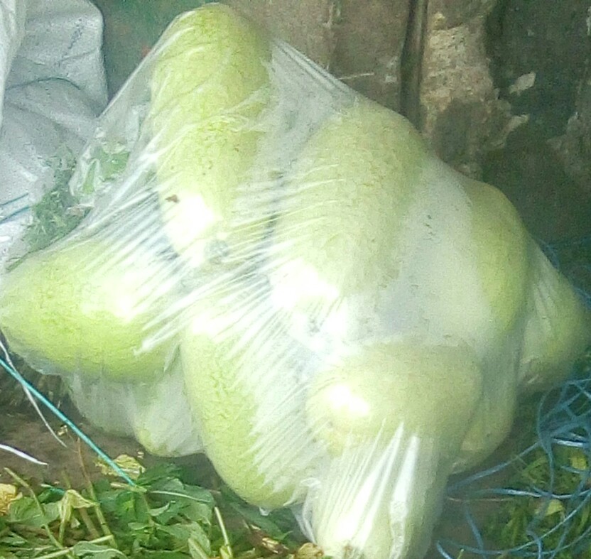 Calabaza Blanca