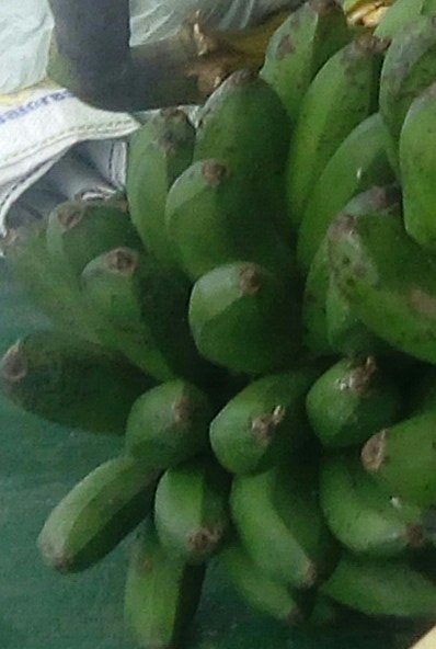 Colicero