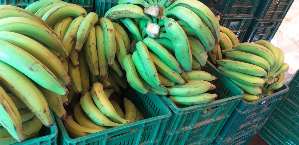 Platano verde harton