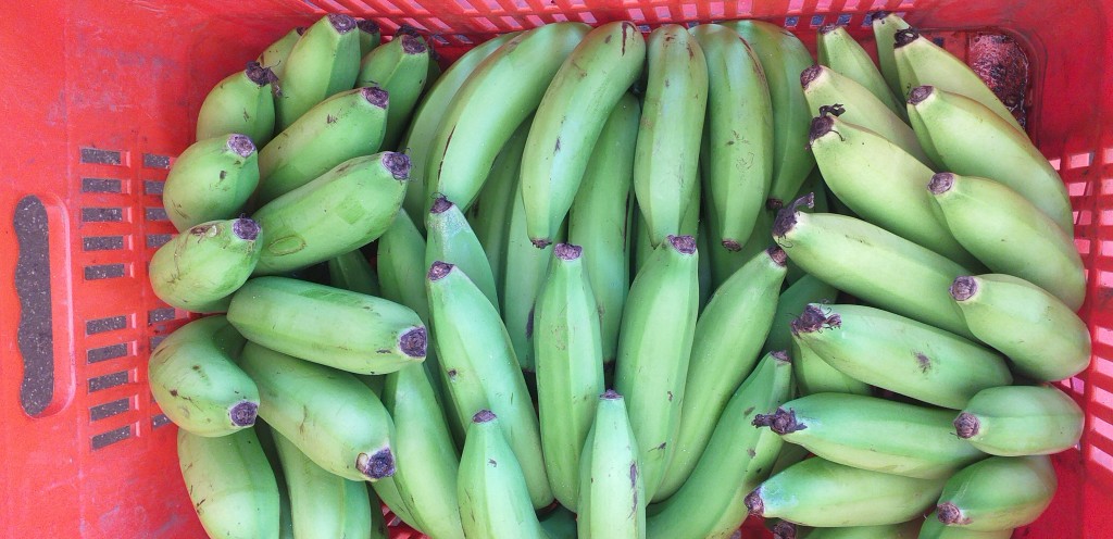 Banano criollo verde