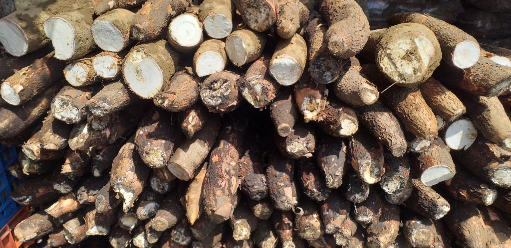 Yuca tierra negra