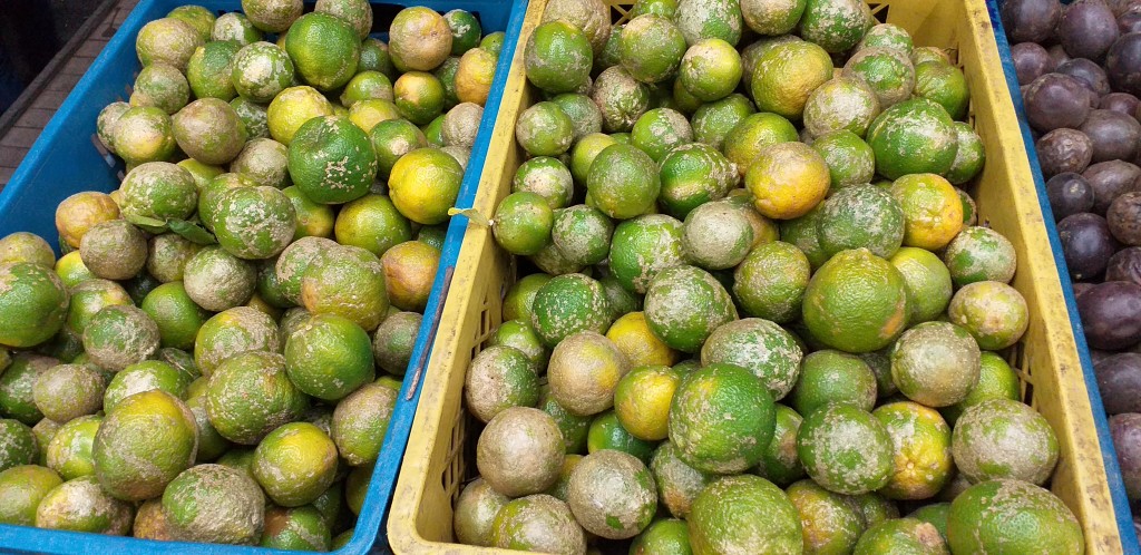 Limon mandarino