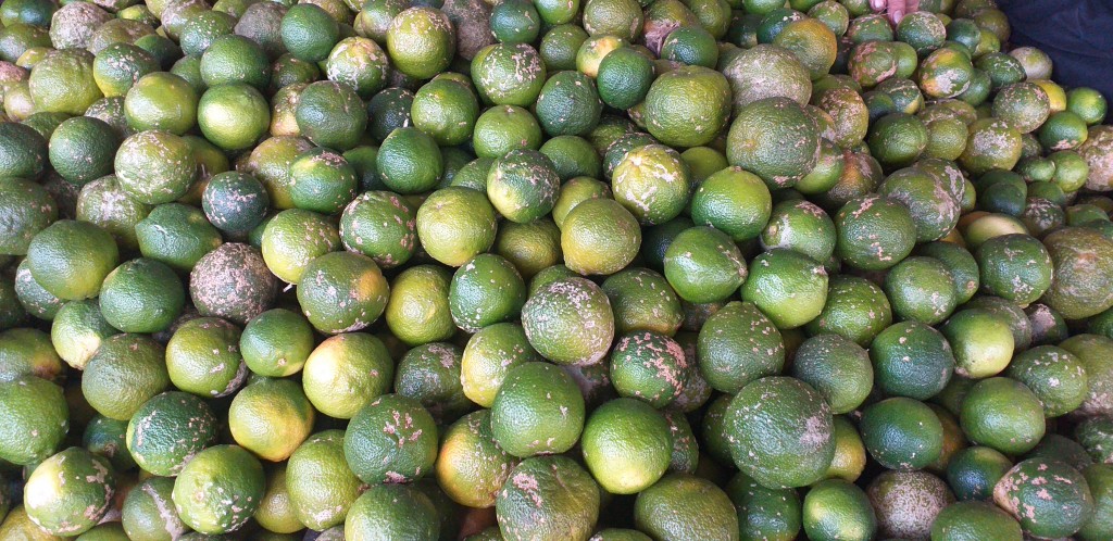Limon mandarino grueso