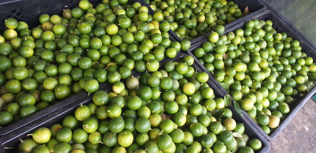 Limon criollo