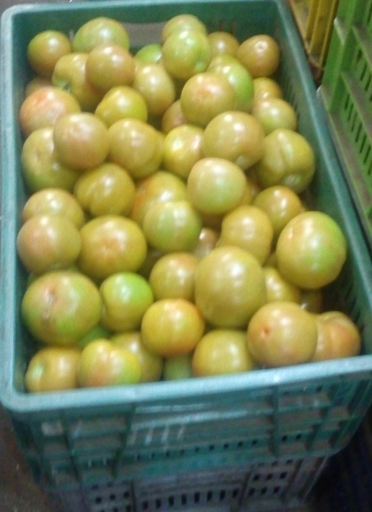 Tomate chonto