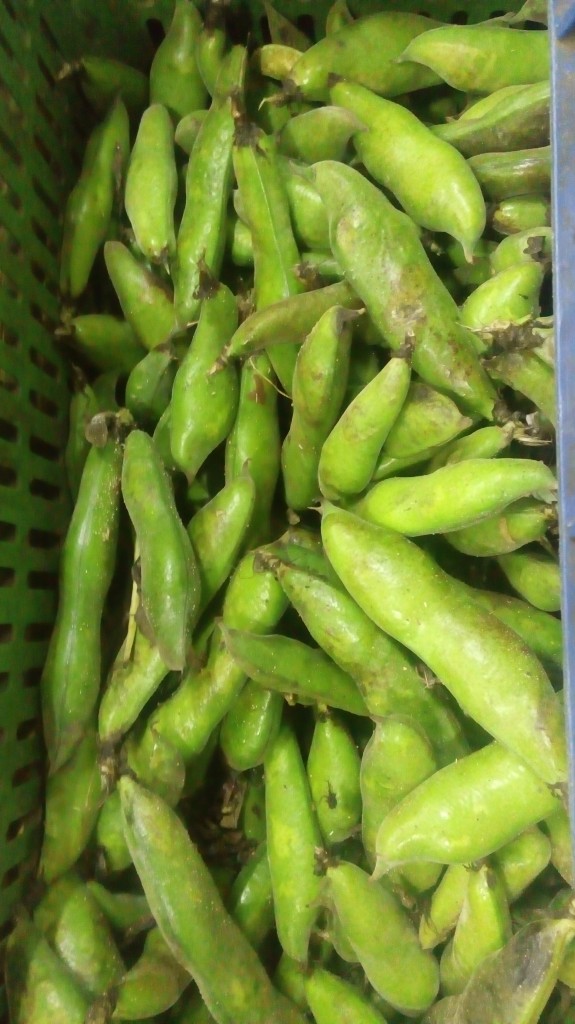 Abas en cáscara