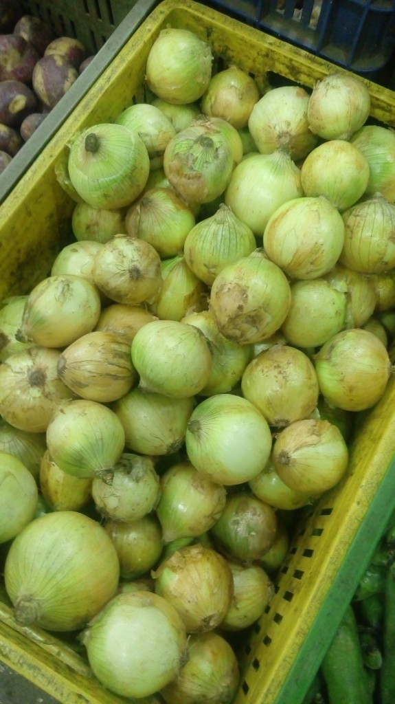 Cebolla cabezona