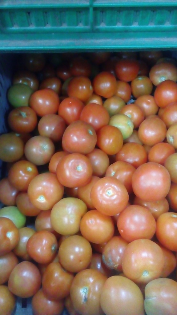 Tomate chongo de segunda