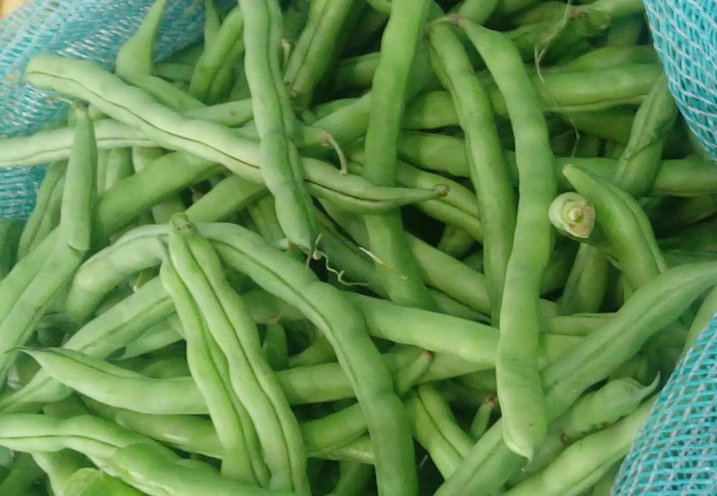 Habichuelas
