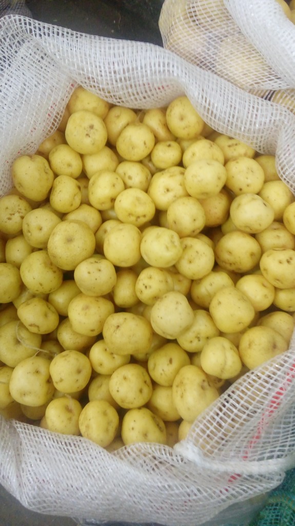 Papa criolla