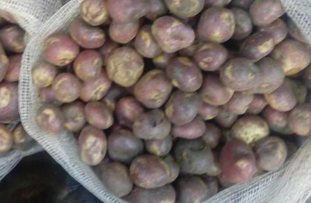 Papa sabanera