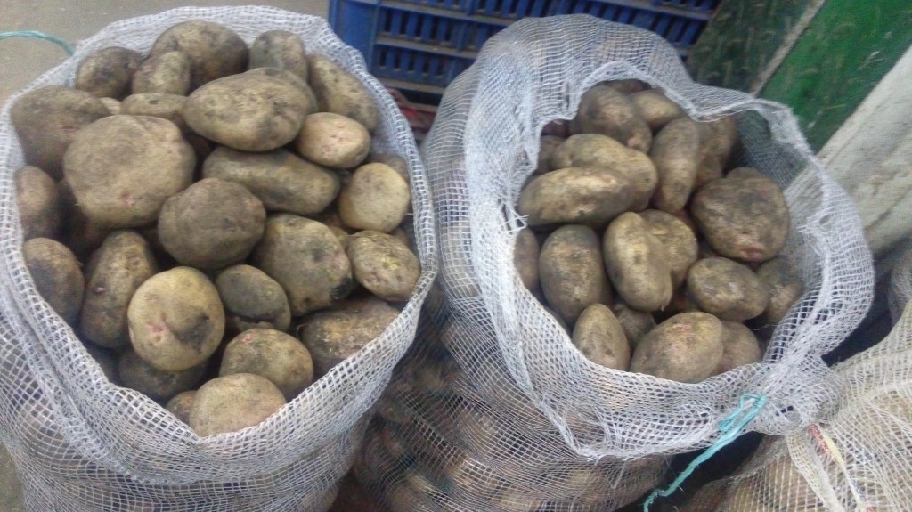 Papa pastusa fina