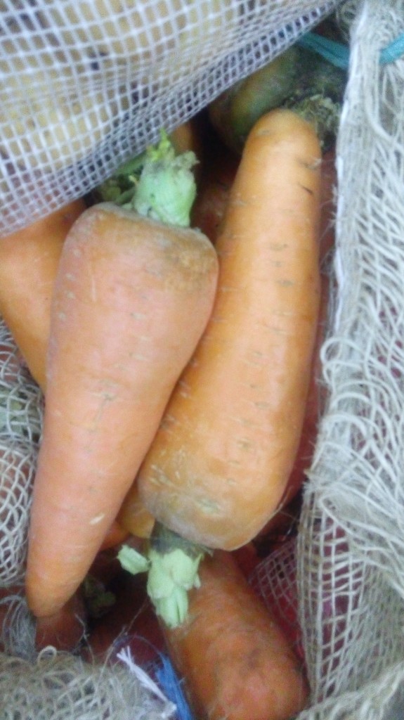 Zanahoria gruesa