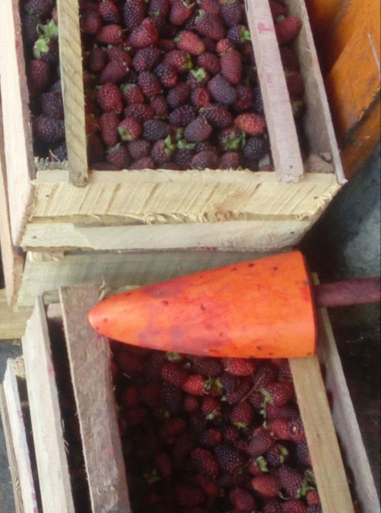 Mora