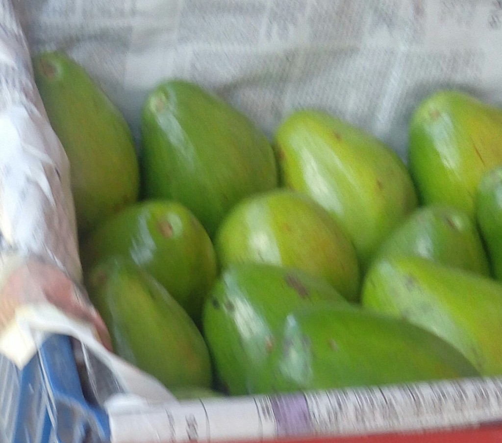 Aguacate papelillo